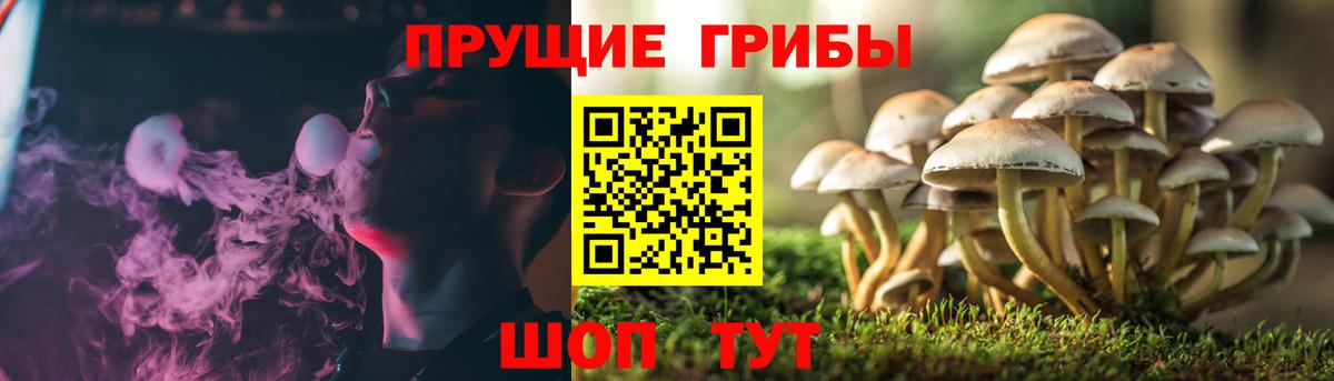 Галлюциногенные грибы Psilocybe  Вход с VPN  наркошоп  Домодедово 